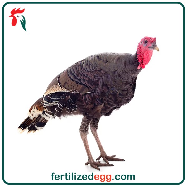 تخم نطفه دار بوقلمون برنزه فرانسه